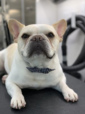 French Bull Dog - Calvin