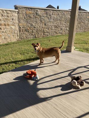 Buddy pre dog ranch