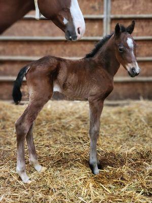 Hunter Stallion Station Equine Veterinary Clinic