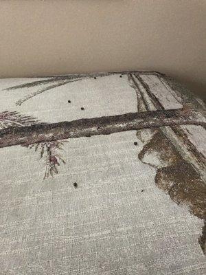 Rat droppings on furniture