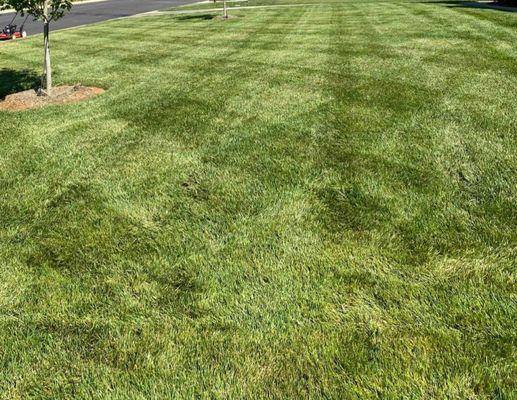 Scott's Lawn Care and Maintenance