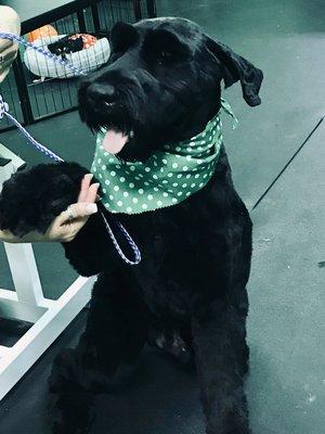 Giant Schnauzer