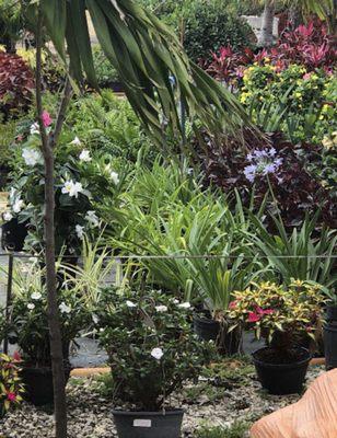 Beautiful plants that we sell