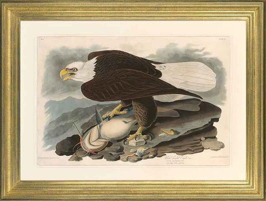 Audubon Havell Edition Pl. 81 - White Headed Eagle Framed in a 4" Gold Leaf Federalist Style Frame