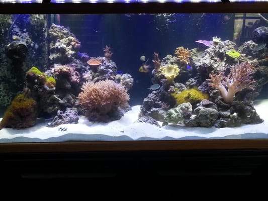 One of customer's beautiful 75 gallon reef tank!