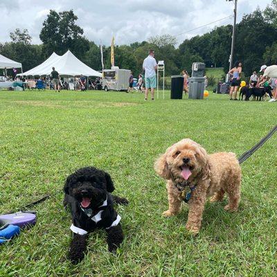 Pupstock at the Sussex County Fairgrounds