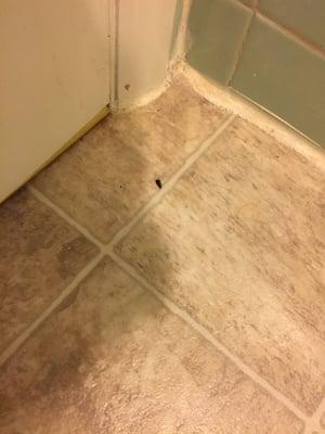 First Dead bug in bathroom