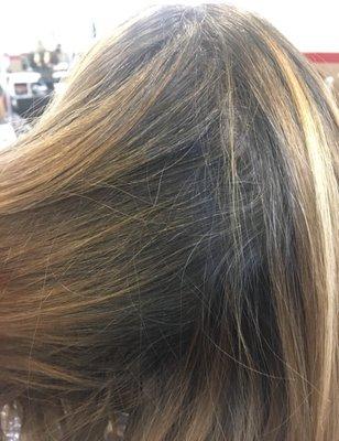 BEFORE Aurora : Brassy, dry and  drab (and a lot of root growth).