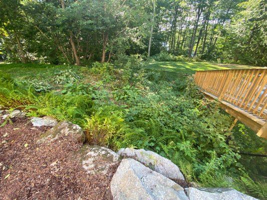 Before: 6 ft poison Ivy vines taking over our side yard