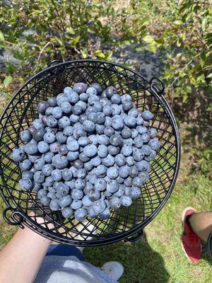 HEMI Blueberry Farm