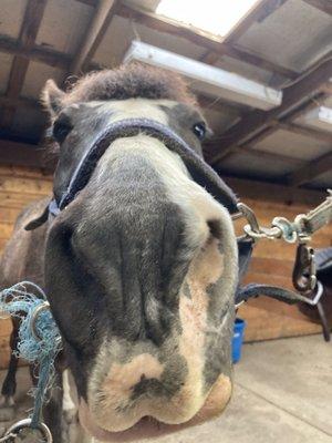 Snoopy in grooming stall