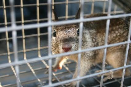 Squirrel Removed From Attic