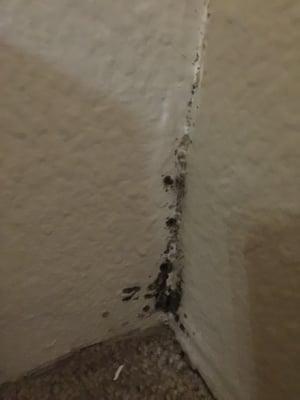 So much mold, bugs, and fleas! There is a huge flea problem in this complex and the manager notified us of this issue a month after moving.