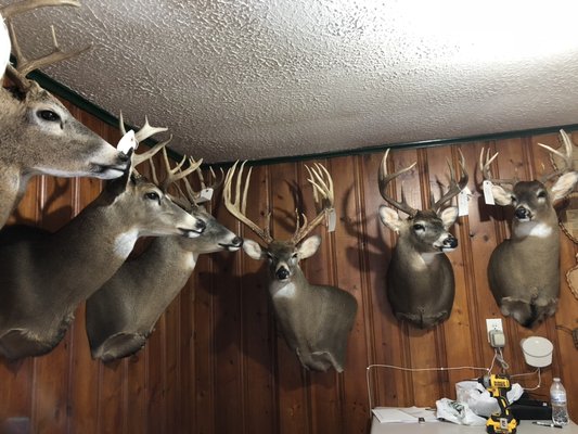 Some 2017 mounts