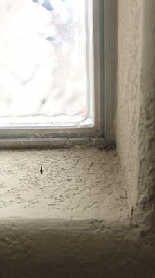 Cobwebs and dirty windows in every room