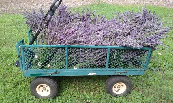 Fresh Cut Lavender available when in season June 5 - July 15