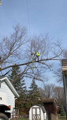 Crane work needed to remove this damaged Silver Maple from a backyard.