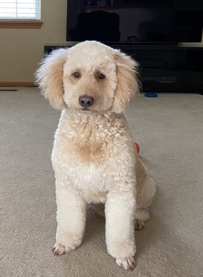 Benji after his groom