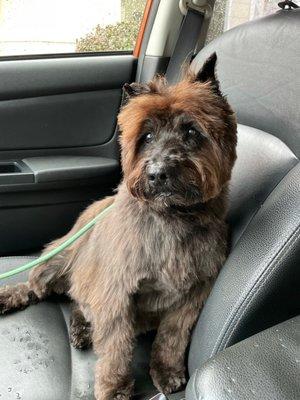 Another handsome look after grooming appointment!