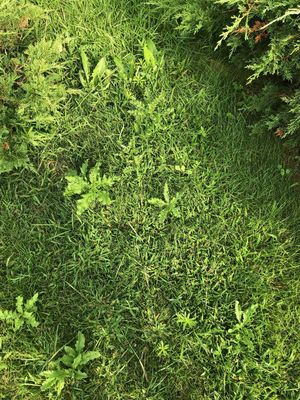 Front Yard near Juniper bushes, dozens like this- overspray browned the front of bushes