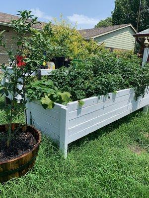 Perfect size bed over flowing with life! 3x8 Raised Bed.