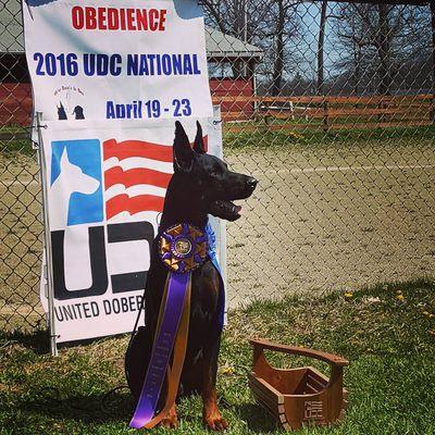 High in Trial and First place at the 2016 UDC National.