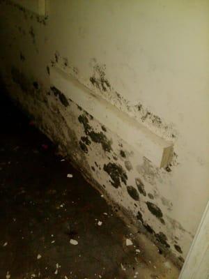 A flooded basement was left untreated for over a month. The result is progressive black mold and structural damage to the bui...