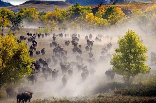 Stouts Travel on an adventure tour.  The great buffalo roundup