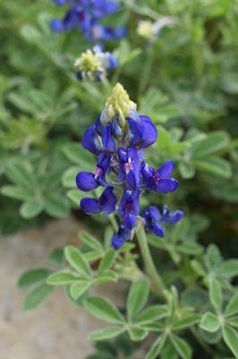 Texas Blue Bonnet