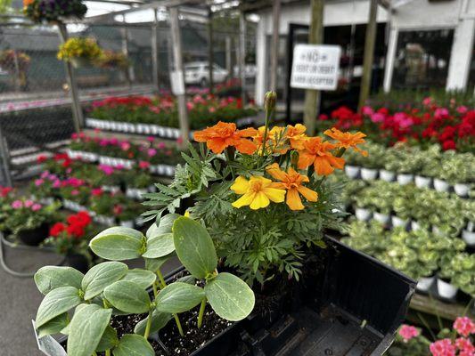 Jim's Garden Center