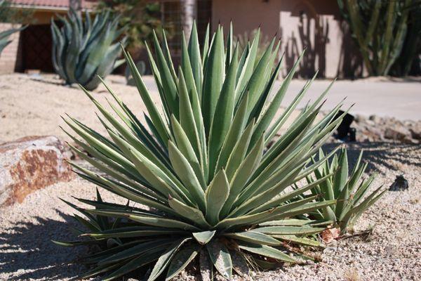 Palmers Aloe Vera