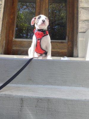 Apollo with Josh's recommended harness :)