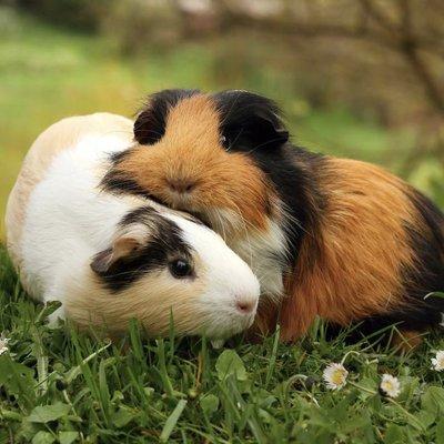 Double guinea pigs