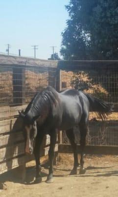 The stallion Gotham City looking at the ground in his playpen.