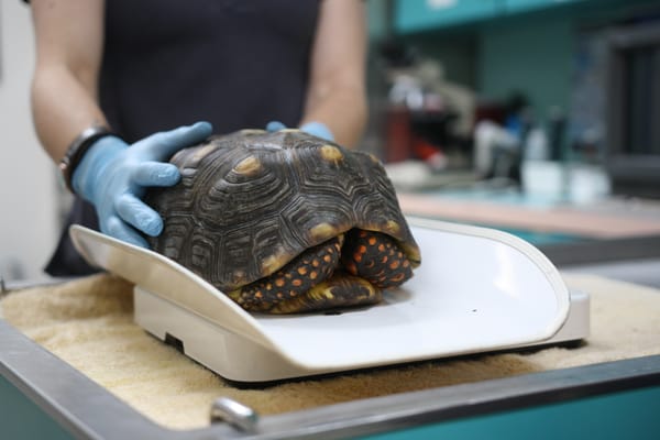 Here, a veterinary technician is weighing a turtle as part of a thorough physical examination.