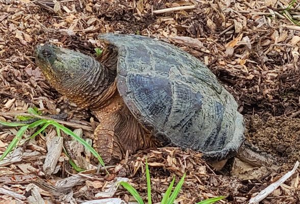 snapping turtle laying eggs