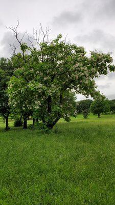 North Z Boaz Park