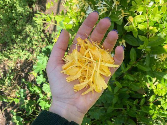 Honey suckle is a great medicine to clear a sore throat!