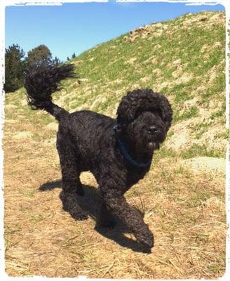 Pictures from Muddy Waters' first time out on the trail! He was a little tentative at first, but got used to it in a jiffy.