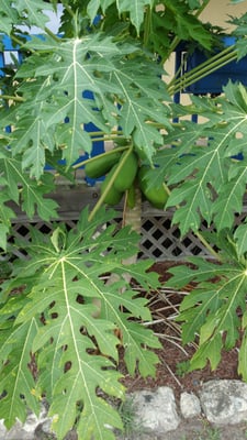 Papaya plant in front