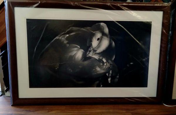 A 5-foot wide archival photograph of a dove in a traditional pecan Frame handcrafted by Frame of Mind Pictures.