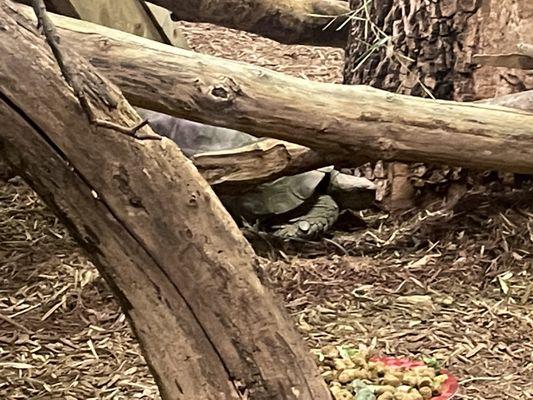 Turtle in the red panda section