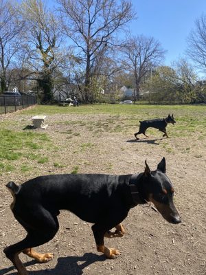 We met another Doberman!