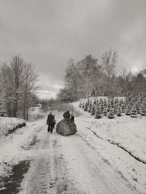 Upper Meadow Tree Farm