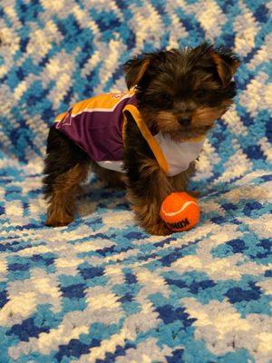 Kobe, Male Yorkie