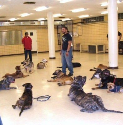 Crawford's Canine Academy