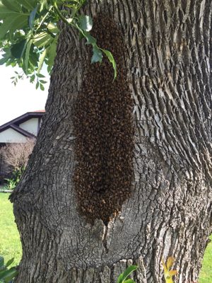 Bees fanning