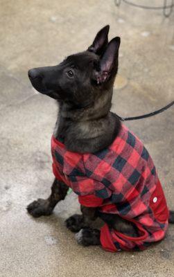 At Pet Food Express and loving her new cozy outfit.