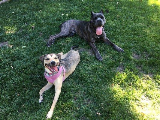 Kona and Marco chilling out after a training session