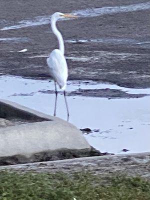 Local Florida bird species